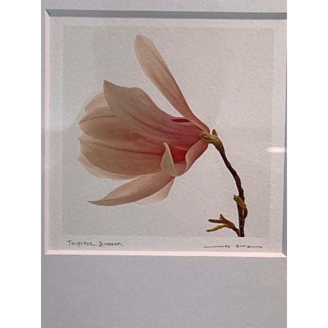 Contemporary Mid 20th Century Jon Olsen Signed Framed Photo Print Tuliptree Blossom Fine Art Botanical For Sale - Image 3 of 7