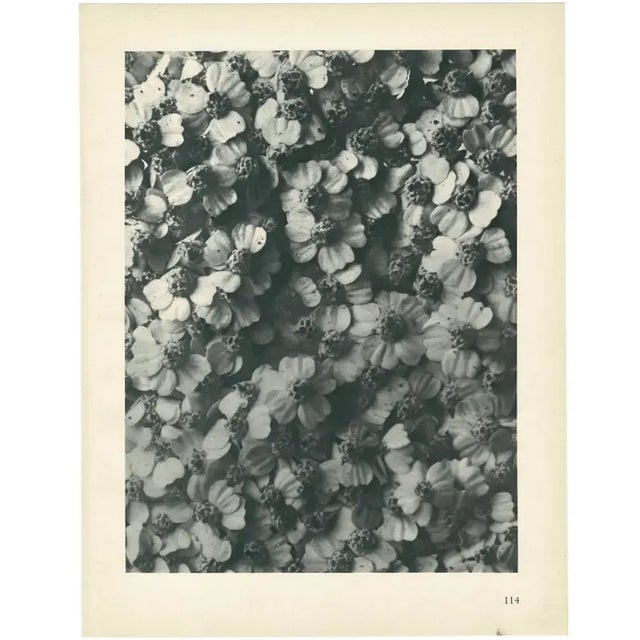 1928 Karl Blossfeldt Original Period Photogravure N114 of Achillea Millefolium For Sale In Dallas - Image 6 of 6