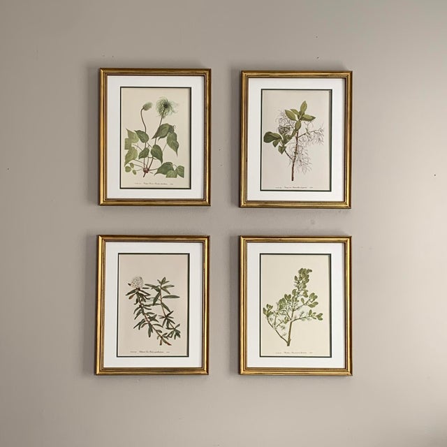 This beautiful set of 4 framed original vintage botanical wild flower prints were published in 1953. These 72 year old...