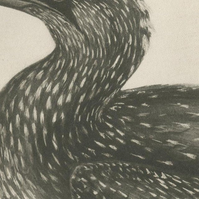 After Lilian Medland, Gannet, Immature, 1909, Print For Sale - Image 4 of 9