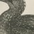 After Lilian Medland, Gannet, Immature, 1909, Print For Sale - Image 4 of 9