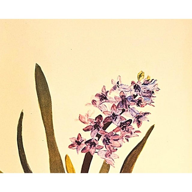 1940s 1940 Set of 3 Mid-Century French Arlette Davids Botanical Prints- Hyacinths, Lily For Sale - Image 5 of 10