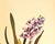 1940s 1940 Set of 3 Mid-Century French Arlette Davids Botanical Prints- Hyacinths, Lily For Sale - Image 5 of 10