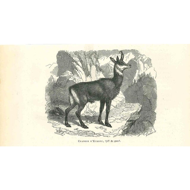 The Antelope is an original lithograph on ivory-colored paper, realized by Paul Gervais (1816-1879). The artwork is from...