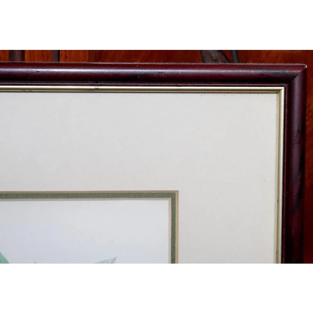 ​Carouge Jacamacii on a Guava Branch Lithograph Print For Sale - Image 4 of 9