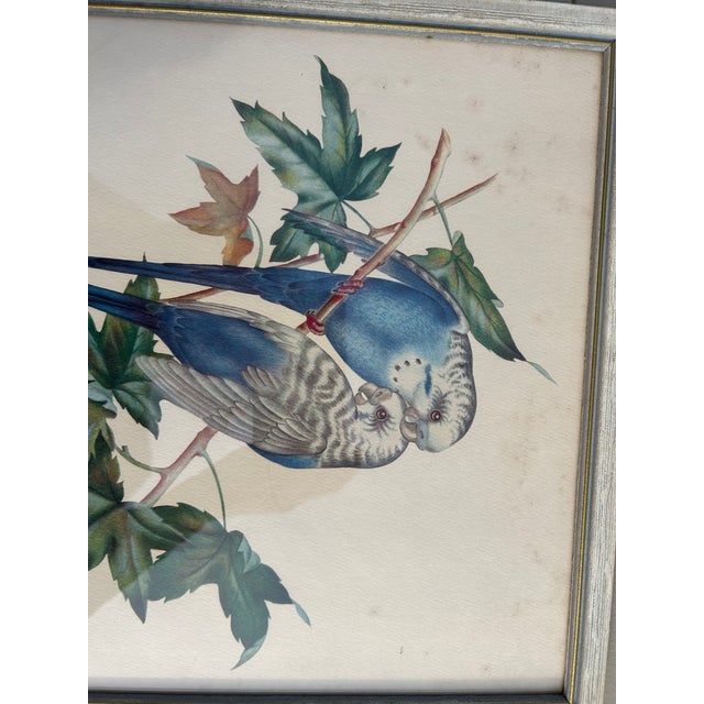 Green Collection of 4 Parakeet / Budgies Framed Prints by Artist E. Serton For Sale - Image 8 of 9