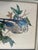 Green Collection of 4 Parakeet / Budgies Framed Prints by Artist E. Serton For Sale - Image 8 of 9