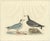 Selby, Little Gull, 1826, Handcolored Engraving For Sale - Image 6 of 6