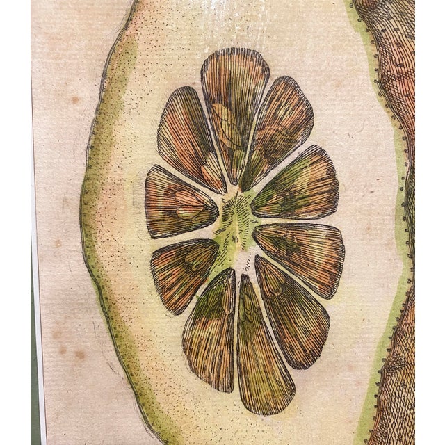 Sculpture Materials Giovanni Battista Ferrari Hesperides 1646 Botanical Citrus Engraving – “Limon Sponginus Liguria Verrucosus” Rare Scientific Fruit Study Print For Sale - Image 7 of 8