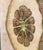 Sculpture Materials Giovanni Battista Ferrari Hesperides 1646 Botanical Citrus Engraving – “Limon Sponginus Liguria Verrucosus” Rare Scientific Fruit Study Print For Sale - Image 7 of 8