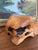 Brown Hand-Carved Live Edge Likely Burl Wood Display Stand or Sculpture Base With Organic Form. For Sale - Image 8 of 10
