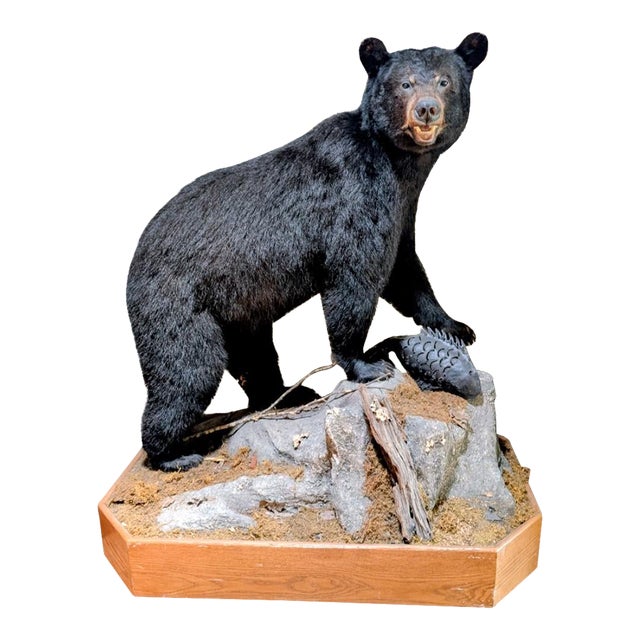 Full Body American Black Bear Taxidermy Mount For Sale