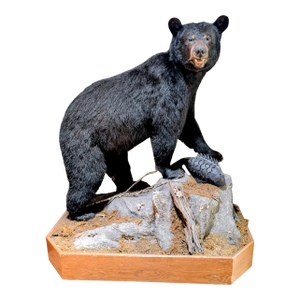 Full Body American Black Bear Taxidermy Mount