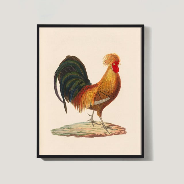 Not Yet Made - Made To Order Antique Chicken Farmhouse Print For Sale - Image 5 of 8