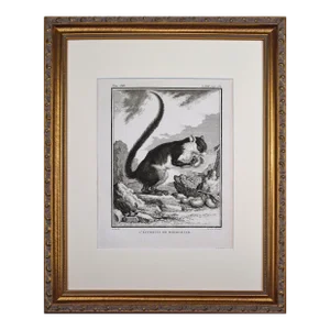 18th Century Original French Squirrel Engraving by Buffon 1789