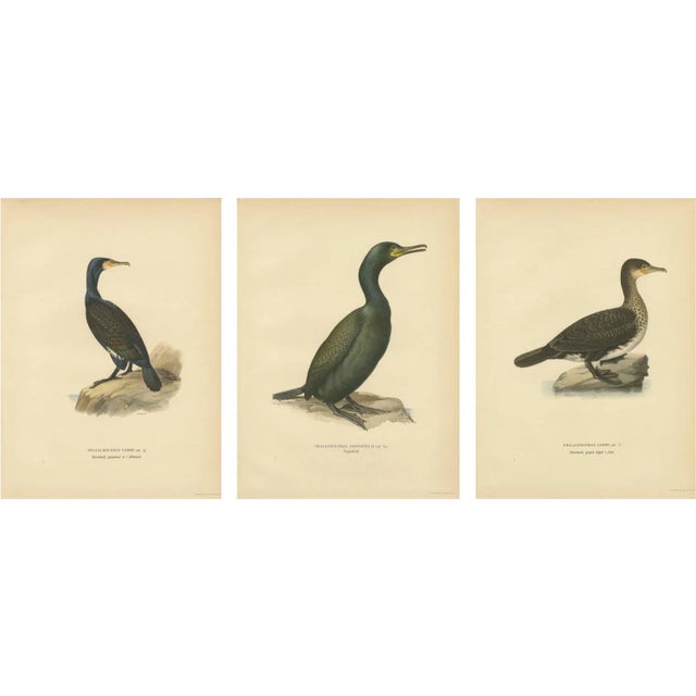 Antique Cormorant Bird Lithographs, Sweden, 1929, Set of 3 For Sale - Image 9 of 9