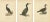 Antique Cormorant Bird Lithographs, Sweden, 1929, Set of 3 For Sale - Image 9 of 9