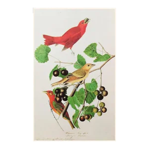 Red Summer Bird by John James Audubon, 1966 American Classical or Chinoiserie Print