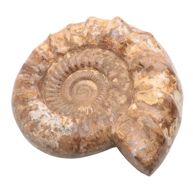 Command attention with a statement piece that is as ancient as it is sophisticated. This exceptional large ammonite fossil...