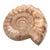 Command attention with a statement piece that is as ancient as it is sophisticated. This exceptional large ammonite fossil...