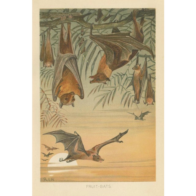 After Wilhelm Kuhnert, Fruit Bats Nocturnal Mammals, 1894, Paper For Sale - Image 3 of 9