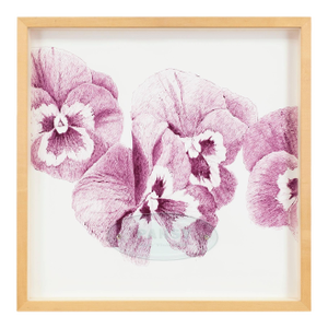 Ken Aptekar, the Name of the Flower: Pansy “Joker Viola-Gold”