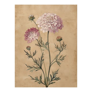8" X 12" Scabiosa Comosa Flower - Botanical Herbarium Watercolor Flower Print For Sale