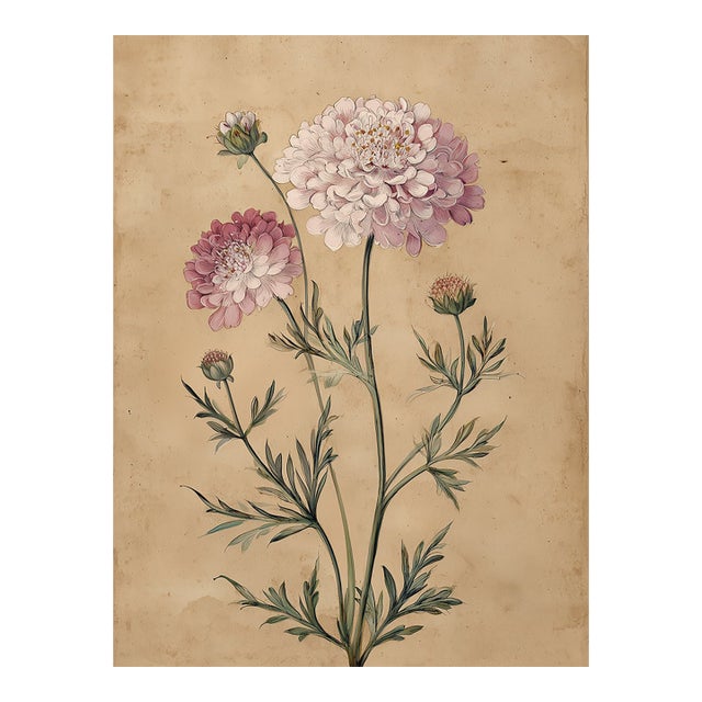 8" X 12" Scabiosa Comosa Flower - Botanical Herbarium Watercolor Flower Print For Sale