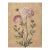 8" X 12" Scabiosa Comosa Flower - Botanical Herbarium Watercolor Flower Print For Sale