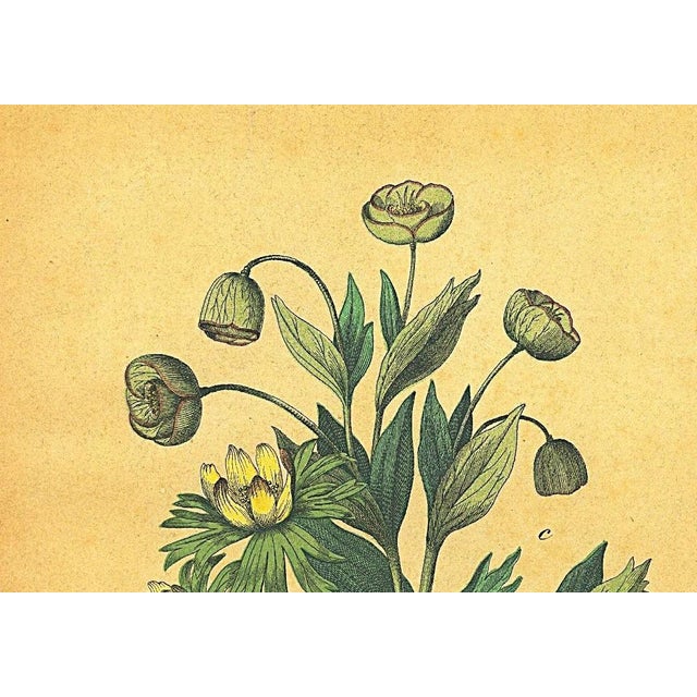RARE! This is a matted original chromolithograph botanical that dates to the 1860’s! It is one of the oldest antique...