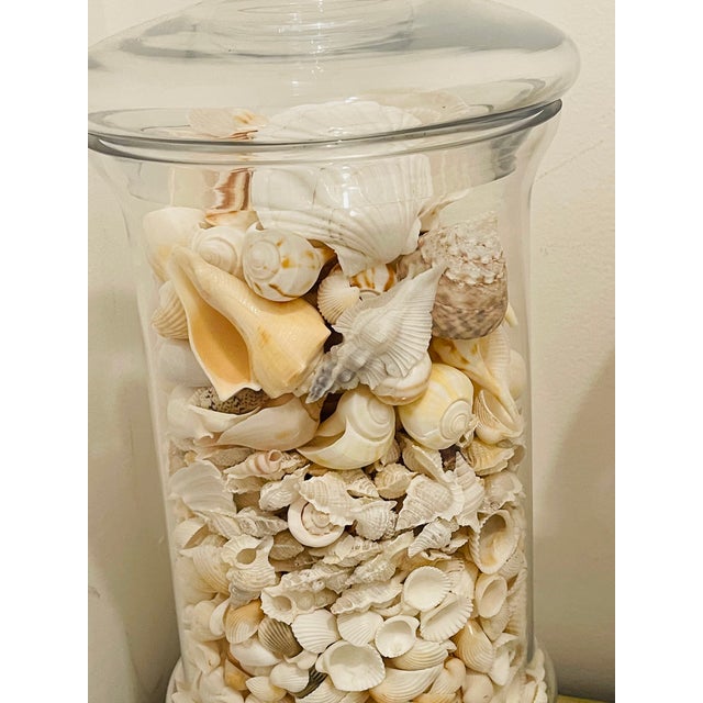 1970s Three Large Apothecary Glass Jars With Sea Shells For Sale In Miami - Image 6 of 8