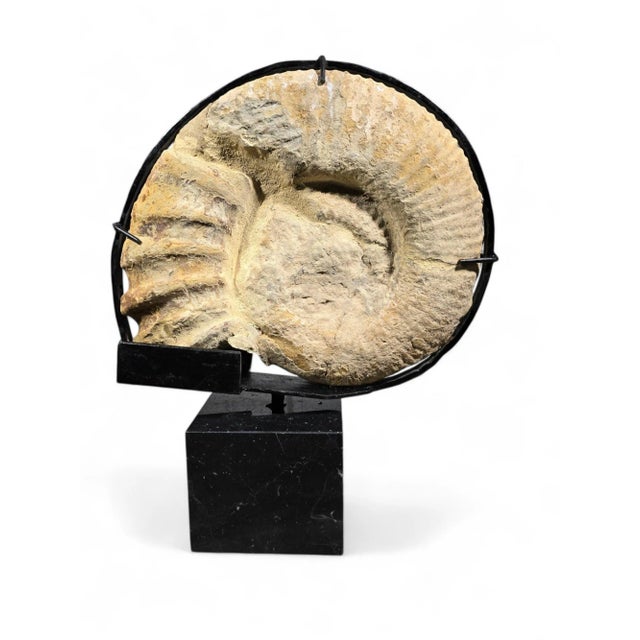 Large Ammonite Fossil Mounted on Marble Base For Sale - Image 11 of 12