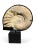 Large Ammonite Fossil Mounted on Marble Base For Sale - Image 11 of 12