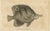 Long-Nosed Surgeonfish, 1794, Print on Paper For Sale