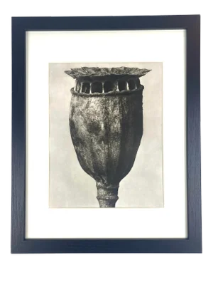 1940s Framed Botanical Blossfeldt Print - No. 48