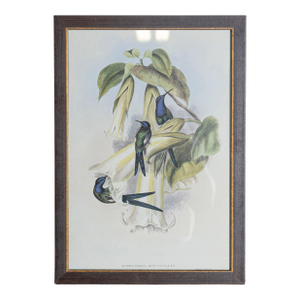 19th Century Bird Print - One of 24, Framed