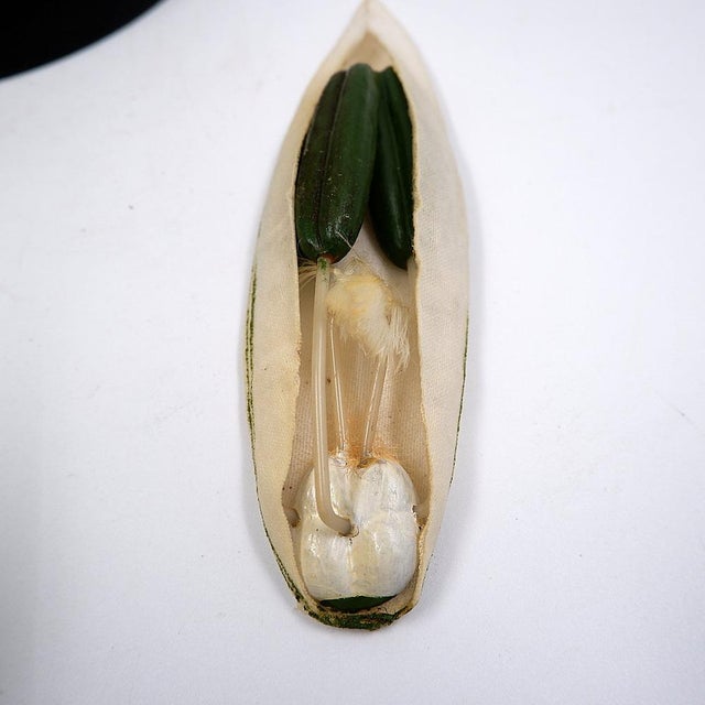 Osterloh Botanic Model of Wheat Flower, Germany, 1940s For Sale - Image 12 of 16