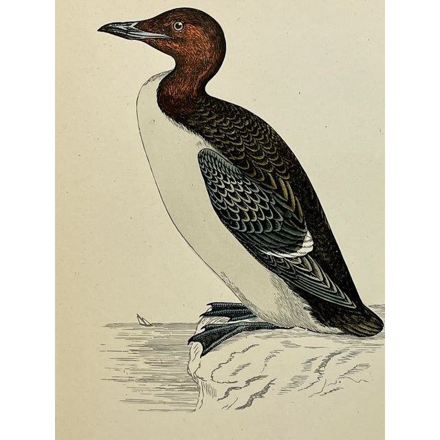 Illustration Antique Hand Tinted Bird Print From England Featuring a Brunnich’s Guillemot- Circa 1888 For Sale - Image 3 of 11