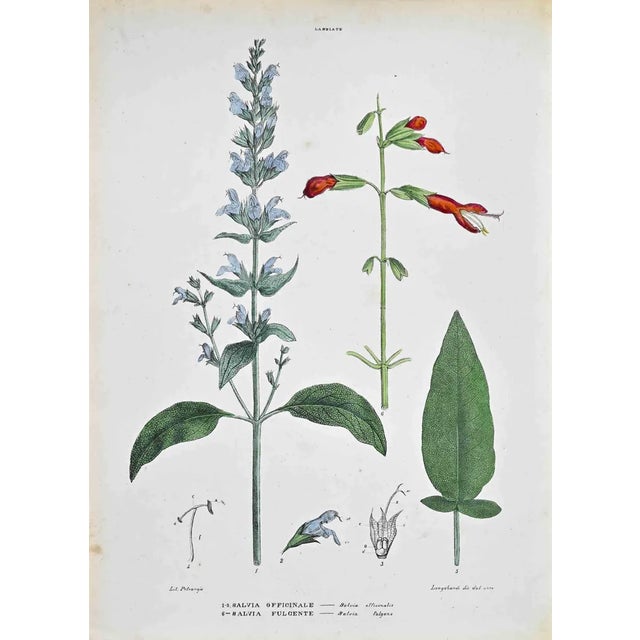 Vincenzo Tenore, The Labbiate, Lithograph, 1870s For Sale