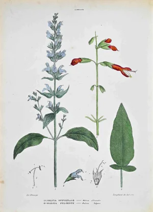 Vincenzo Tenore, The Labbiate, Lithograph, 1870s