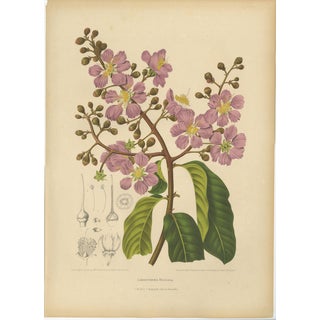 Berthe Hoola van Nooten, Queen's Crape Myrtle, 1880, Chromolithograph For Sale