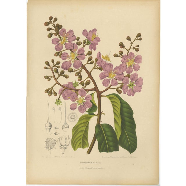 Berthe Hoola van Nooten, Queen's Crape Myrtle, 1880, Chromolithograph For Sale