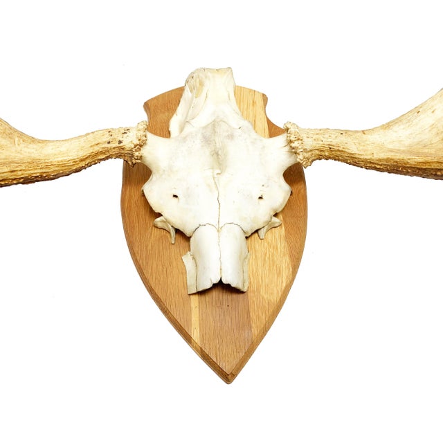Mid-Century Modern Vintage Large Swedish Elk Taxidermy Skull Wall Mounting For Sale - Image 3 of 5