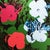 Andy Warhol "Flowers" Limited Series Lithograph by Leo Castelli New York. License: Andy Warhol LTD Foundation. Limited...