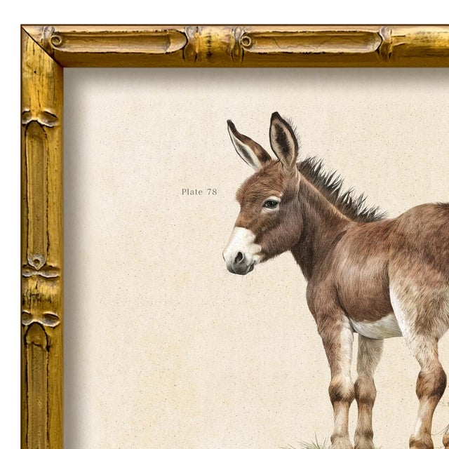 Various Artists Contemporary Reproduction of Vintage Framed Donkey Giclee Print For Sale - Image 4 of 4