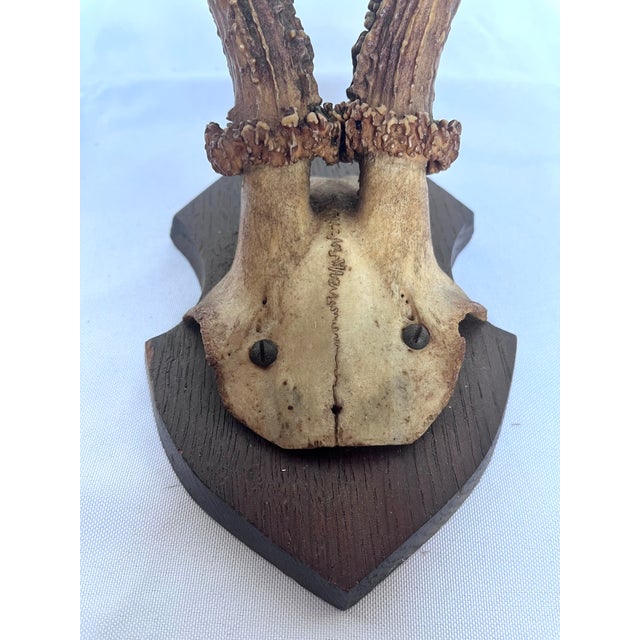 Bone 1899 Antique German Roe Deer Antler Trophy Skull Mount by Dittmar Siebert Fritzlar For Sale - Image 7 of 10