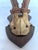 Bone 1899 Antique German Roe Deer Antler Trophy Skull Mount by Dittmar Siebert Fritzlar For Sale - Image 7 of 10