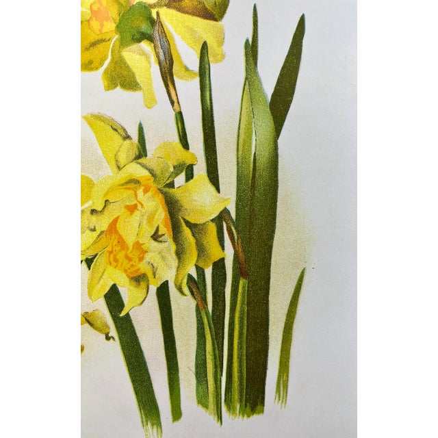 Yellow Antique Botanical Print From England Showcasing Cheerful Yellow Double Daffodil Flowers With Green Foliage - Circa 1892 For Sale - Image 8 of 11