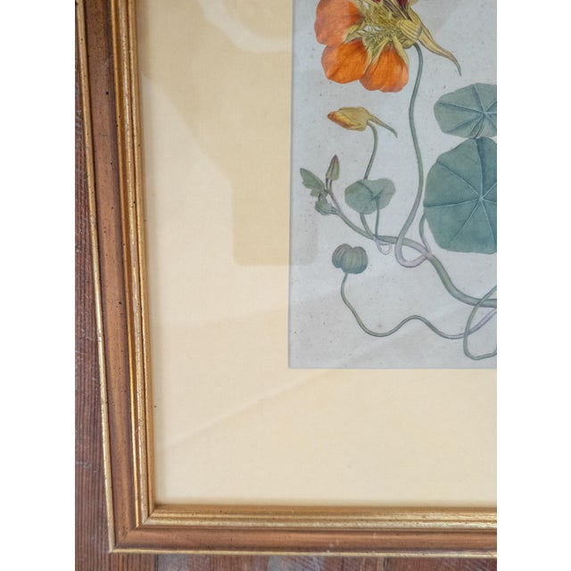 18th Century German Hand Colored Botanical Copper Engraving Print of Nasturtium For Sale In New York - Image 6 of 12