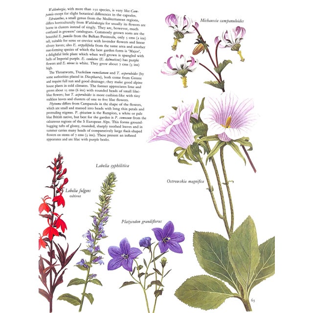 "Flowers of the World" Book 1972 Perry, Frances, Greenwood, Leslie [Illustrated By] For Sale In New York - Image 6 of 9